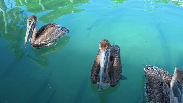 4k video of a Brown Pelicans (Pelecanus occidentalis) on the water in Islamorada, Florida, USA