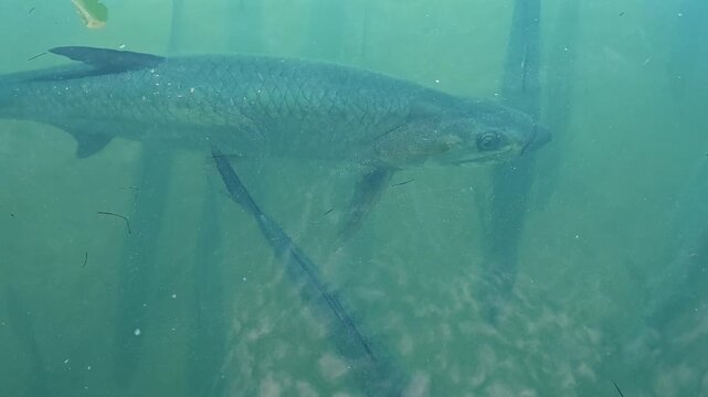 4K video of Atlantic tarpon (Megalops atlanticus) near the surface of a marina in Islamorada, Florida, USA