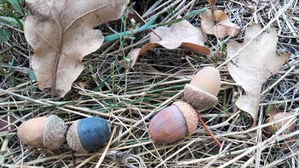 Acorns and dry oak leaves on the ground in autumn forest © Lyudmila Braginets