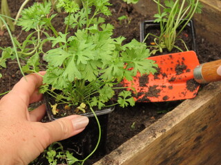 Woman hands holding a parsley seedling over garden bed. Planting parsley. Gardening concept.