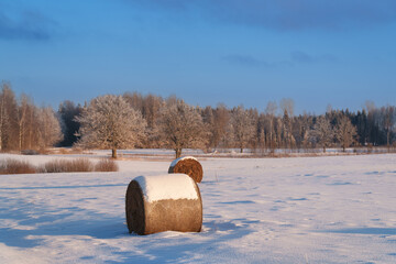 Hay bales on a snowy field with oak trees in the background