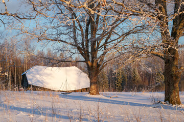 trees in the snow