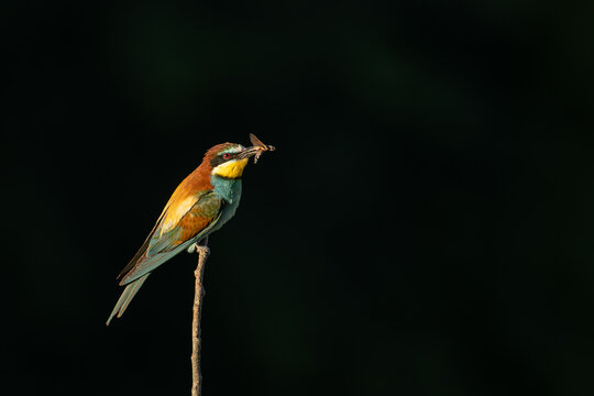 European bee-eater perched on thin branch, green background, copy space, wildlife, France