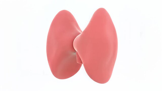 Animated 3D thyroid gland slowly rotating on a clean white background, showcasing its typical butterfly-like shape and smooth pink texture, for medical education, health awareness