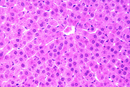 Liver lobule. Central vein