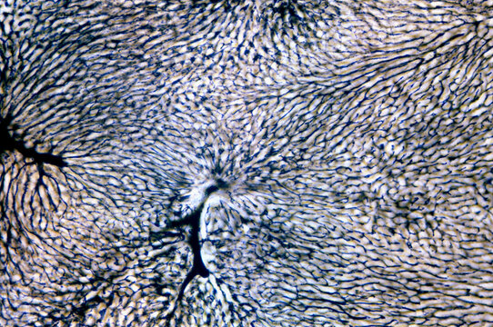Liver microvasculature