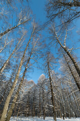 Fototapeta premium Winter woodland scene, Serene winter landscape with snowy birch and sunlight filtering through, Calm snowy forest with slender birch and sunlight streaming through high canopy