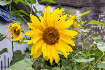 Fototapeta premium Close-up of blooming yellow sunflower with green leaves outdoors.