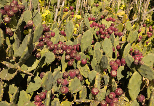 Chumbera, conocida cient&iacute;ficamente como Opuntia ficus-indica.