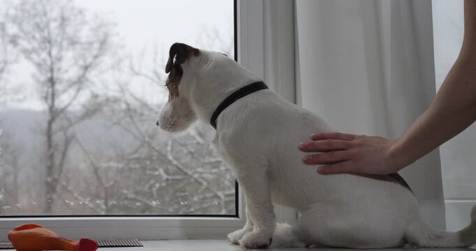A dog looks out through a glass patio door. The owner is pooping on her pet.