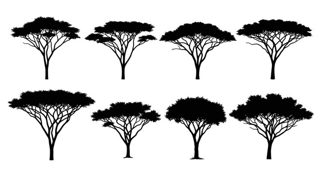 Silhouette collection of african acacia trees against a white background