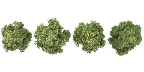 Collection of Costulata trees on transparent background from the top view