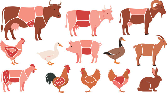 Farm Animal Meat Cut Diagram Illustration Set with Cow Pig Goat Chicken Duck Rooster and Rabbit for Butcher Infographic Vector Designs