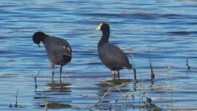 Dos aves acu&aacute;ticas en entorno natural