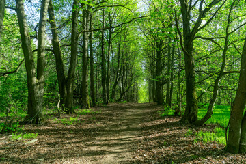 Obraz premium Green forest path with trees and sunlight during day. A landscape featuring a peaceful dirt road winding through a forest with sun rays dappling through the leaves creating a tranquil outdoor scene