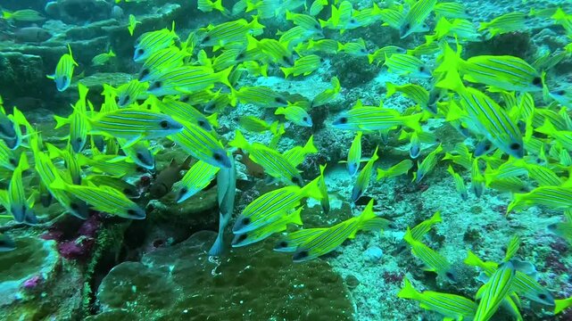 Vibrant school of yellow fish swarms over a coral reef, creating a mesmerising underwater scene. Their bright colours contrast with the darker reef formations, while a larger fish stands out in the ce