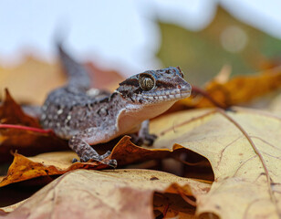 Explore natures fine details with this macro shot of a gecko on golden autumn leaves. A symbol of camouflage and survival, perfect for wildlife education, science blogs, or environmental media.