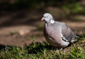 Fototapeta premium Common wood pigeon (Columba palumbus) standing on the green grass in a sunny park