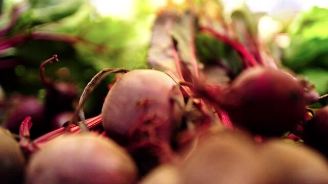 Close up on some radishes lined up in a row. Dallas, Texas.