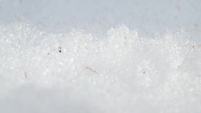 	caddis fly, caddis-fly, trichopteran, tricoptera, snow, ice, cold, mountain, Valle d'Aosta, Italy