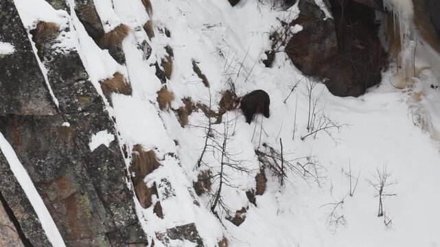 chamois finds food in the snow, in the snow,  Rupicapra rupicapra, chamois, snow,  ice, cold, mammal, ruminate, Gran Paradiso National Park, Cogne, Valnontey, Valle d'Aosta, Italy, no people, winter, 