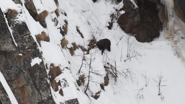 chamois finds food in the snow, in the snow,  Rupicapra rupicapra, chamois, snow,  ice, cold, mammal, ruminate, Gran Paradiso National Park, Cogne, Valnontey, Valle d'Aosta, Italy, no people, winter, 