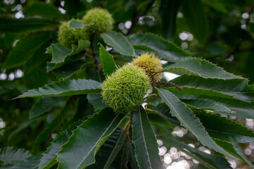 Castanea sativa ripening fruits in spiny cupules, edible hidden brown tasty seed nuts hanging on tree branches, green leaves