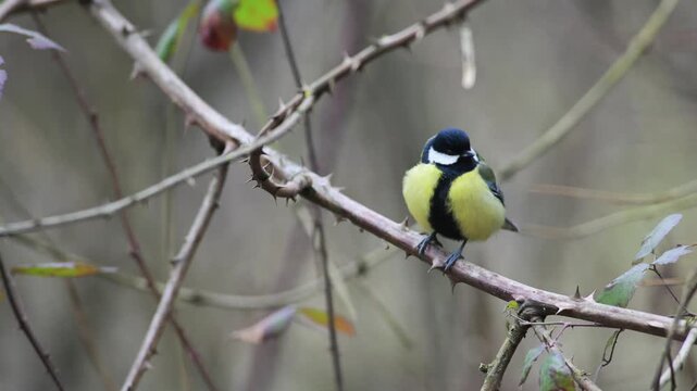 little bird in a wood , great tit,  trunk, Parus major, Italy, bird , Vercelli, Italy