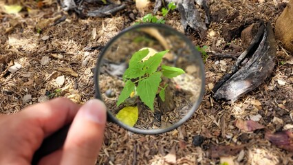 Close-up of a small green seedling being examined with a magnifying glass on the forest floor