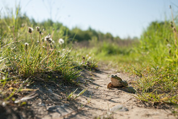 Fototapeta premium green frog sitting on the ground