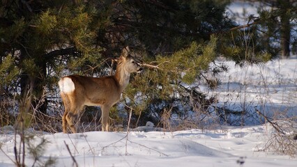 European roe deer in a winter forest. © Lukeriya