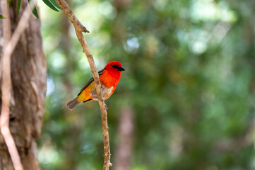 Mauritius fody bird perched on tree branch in tropical forest