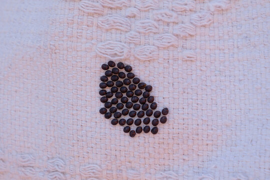 Kissing bug eggs clustered on a white fabric surface, signifying the reproductive cycle of a vector carrying american trypanosomiasis or chagas disease