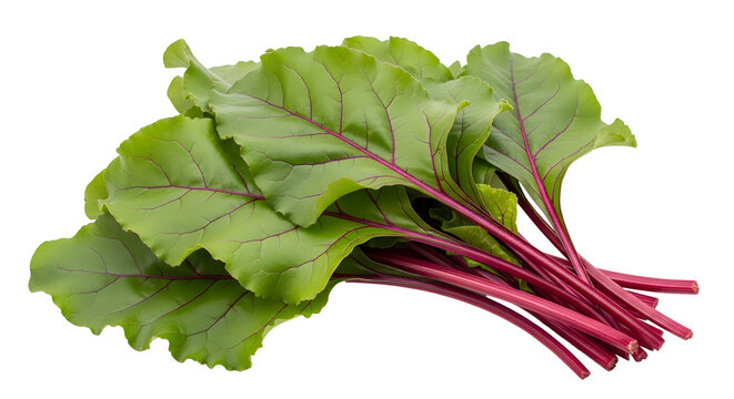 Fresh red chard leaves with vibrant green stems on a white background