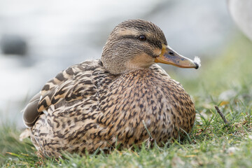Fototapeta premium female mallard