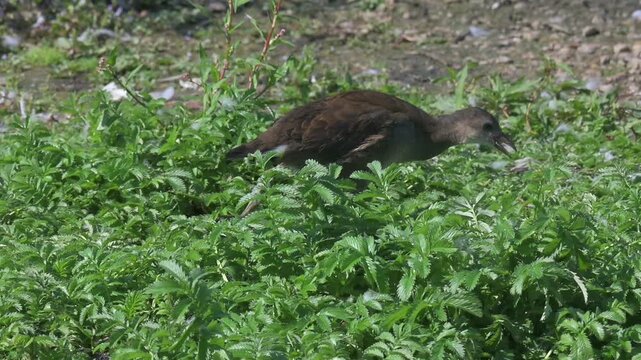 Moorhen (Gallinula chloropus) juvenile on land, looking for food, being fed by an adult and apparently choking. Kent, UK [Half speed]