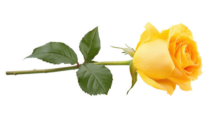 Single yellow rose on long stem with green leaves on transparent background asset © Aklima