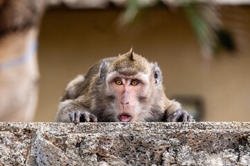 Surprised crab-eating macaque looking over a stone wall in Tamarin, Mauritius