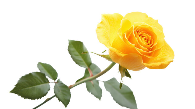 Bright yellow rose flower with long green stem and leaves isolated on transparent background