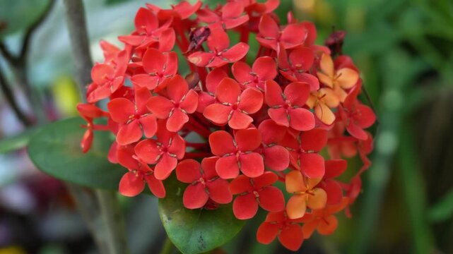 Close Up of Red Ixora Flower Cluster Blooming in Garden. Fresh Red Flower Cluster Swaying in Natural Light. Red Ixora Blossom.