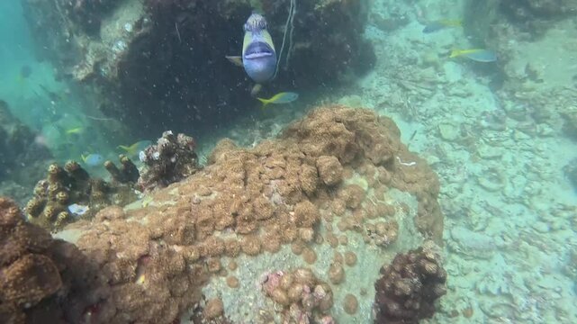Underwater scene showing colorful trigger fish attacking diver around coral reef formations, with vibrant marine life and rocky structures visible in a clear ocean environment