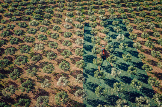 Aerial view of a tractor cutting grass between rows of olive trees, the rows create a rhythmic pattern of green and brown, Umag, Istria County, Croatia.