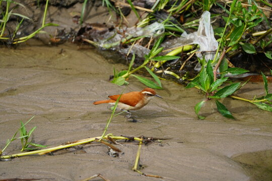 The pale-legged hornero (Furnarius leucopus) is&nbsp;a species of bird in the Furnariinae subfamily of the ovenbird family Furnariidae. Fortaleza &ndash; Cear&aacute;, Brazil.
