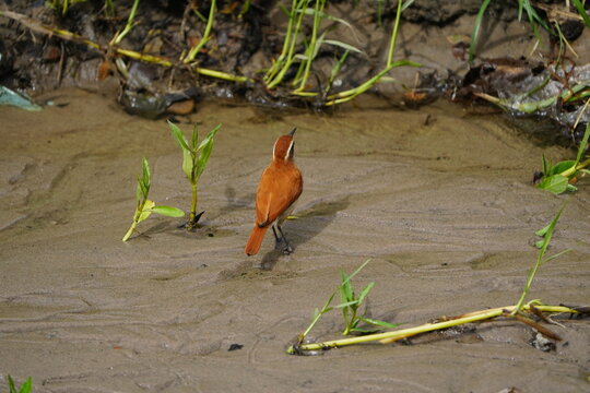 The pale-legged hornero (Furnarius leucopus) is&nbsp;a species of bird in the Furnariinae subfamily of the ovenbird family Furnariidae. Fortaleza &ndash; Cear&aacute;, Brazil.
