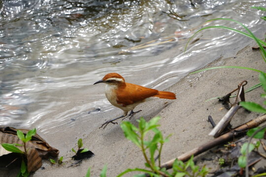 The pale-legged hornero (Furnarius leucopus) is&nbsp;a species of bird in the Furnariinae subfamily of the ovenbird family Furnariidae. Fortaleza &ndash; Cear&aacute;, Brazil.