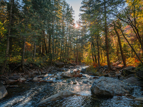 Aerial view of the sun-drenched forest canopy filters light onto the rushing river below, a symphony of green and gold creating a tranquil scene, American Fork, Utah, United States.