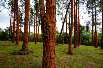 Trunks of pine trees covered with bright orange lichen in Bois Cheri, Mauritius