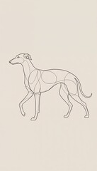 Obraz premium Line art drawing of standing greyhound dog on beige background