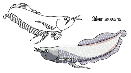 Silver arowana