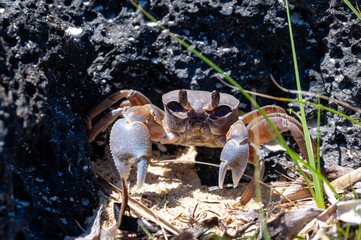 Close-up of a wild crab emerging from volcanic rocks on a beach in Grand Baie, Mauritius